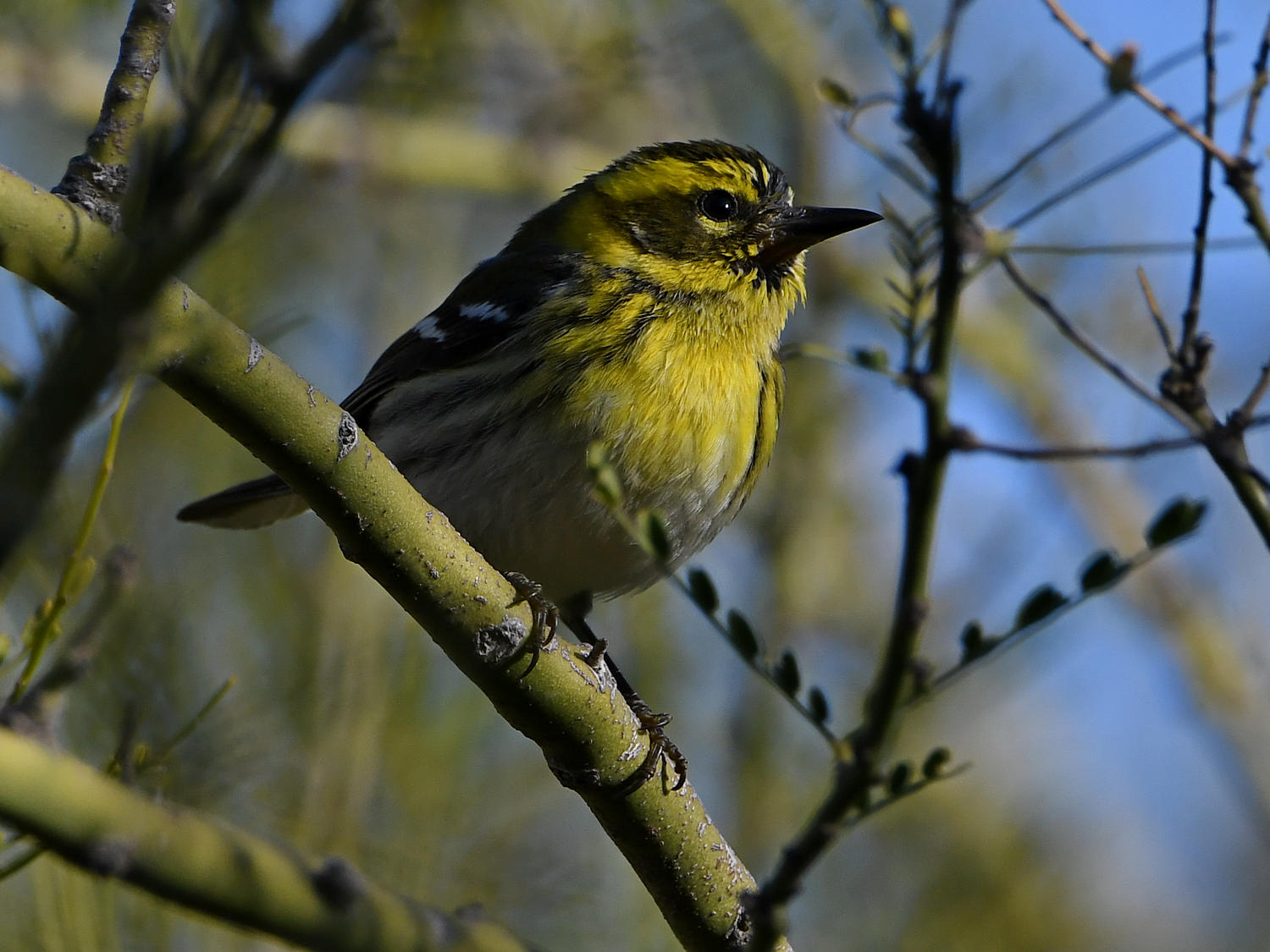 TownsendWarbler5.jpg
