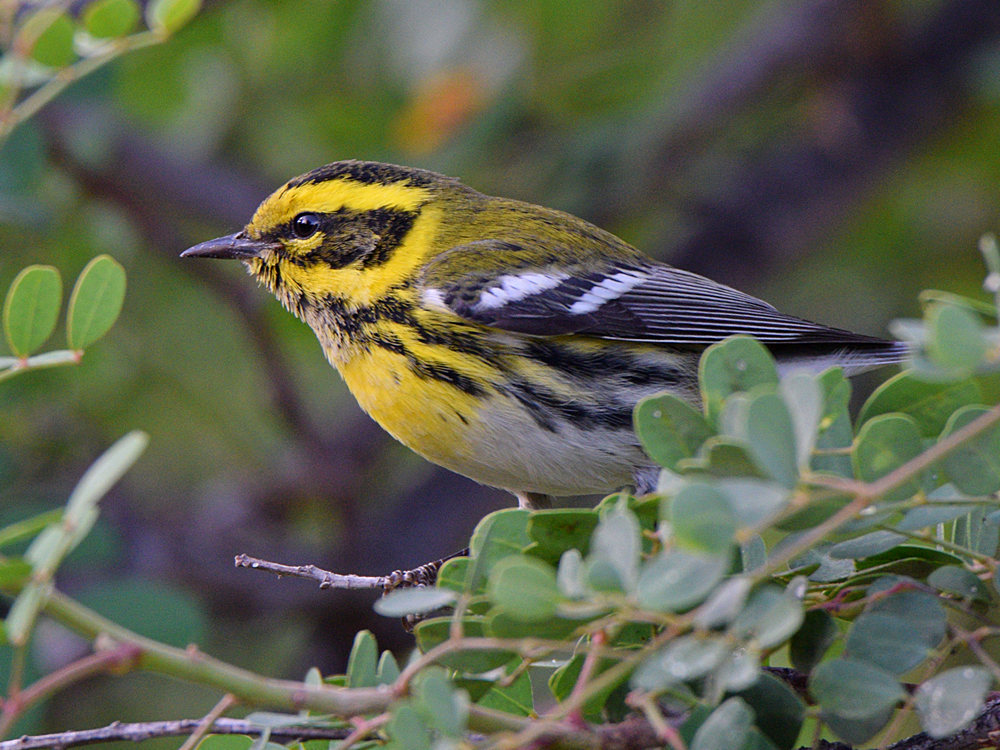 TownsendWarbler6.jpg
