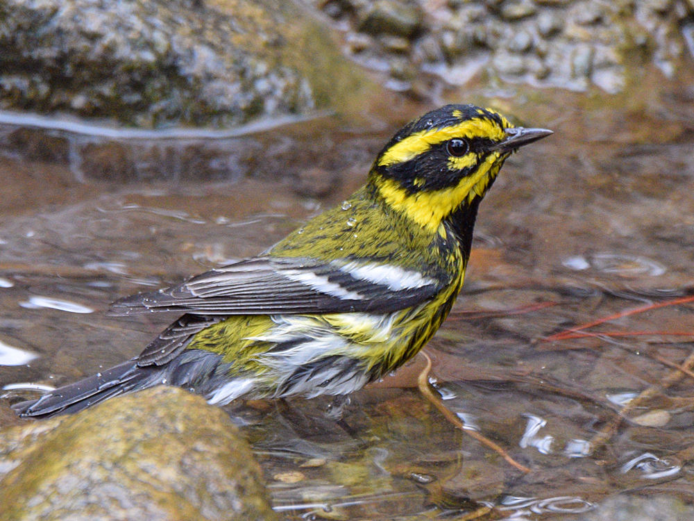 TownsendWarbler6.jpg