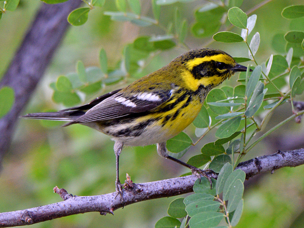 TownsendWarbler7.jpg