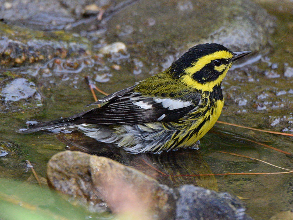 TownsendWarbler7.jpg