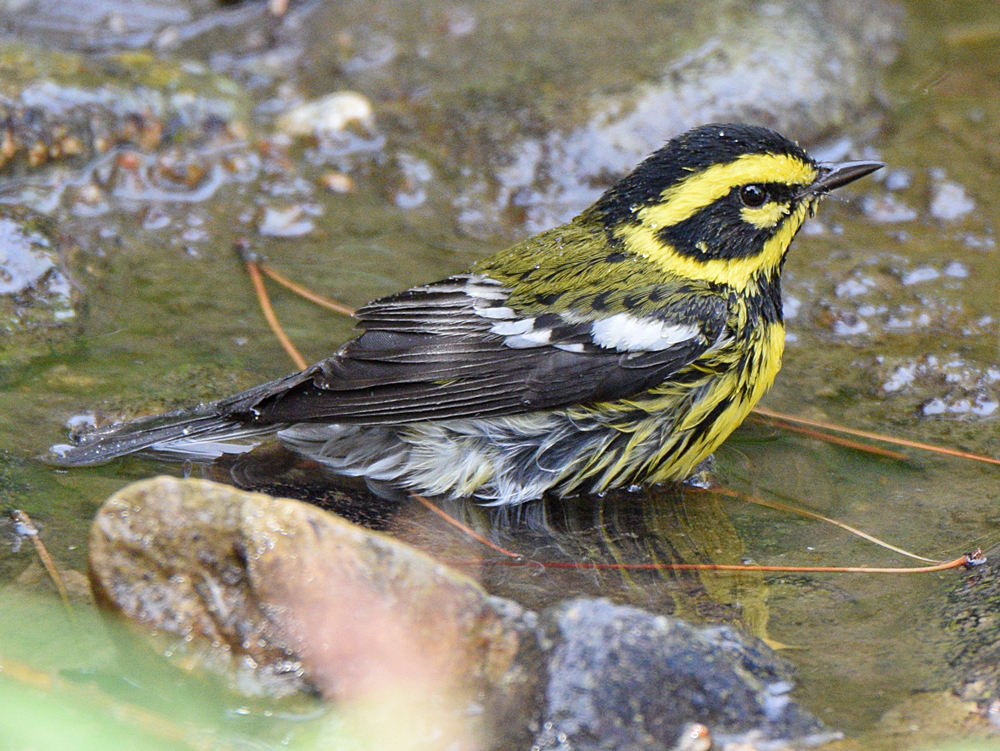 TownsendWarbler8.jpg