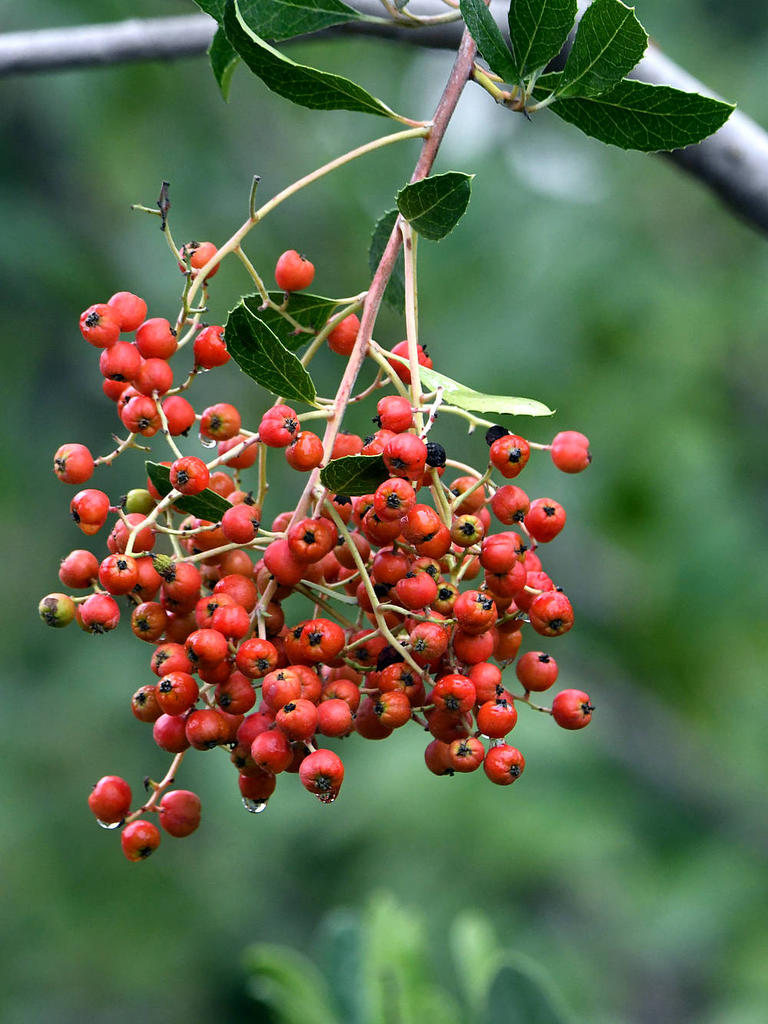 Toyon.jpg