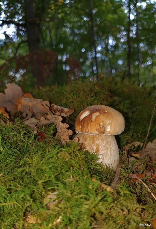 Trésor D'Automne 800.jpeg