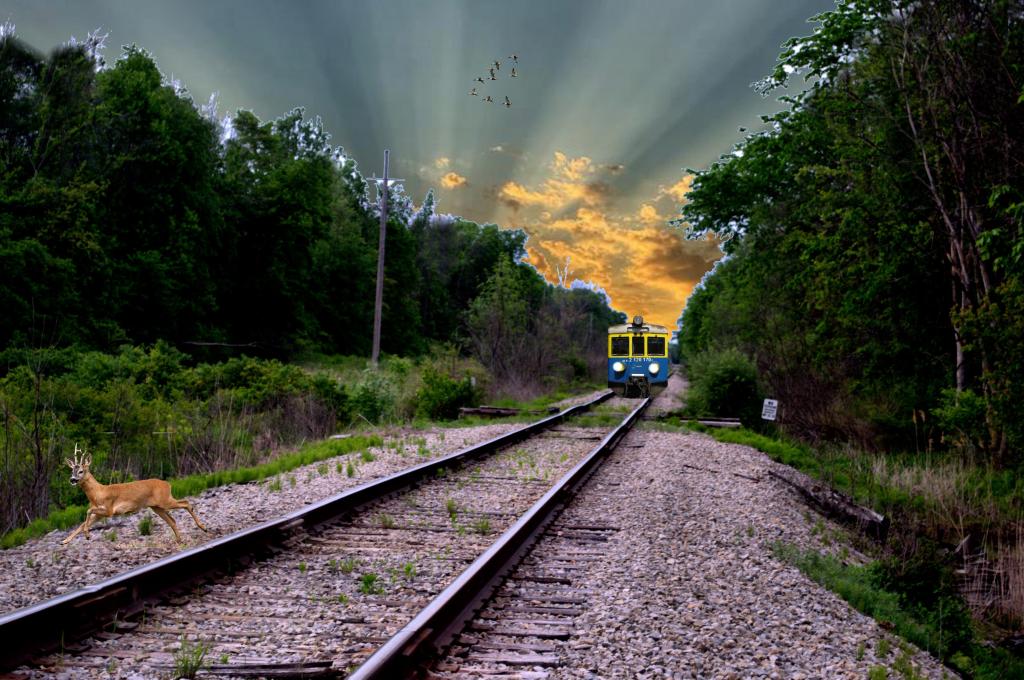 tracks copy.jpg