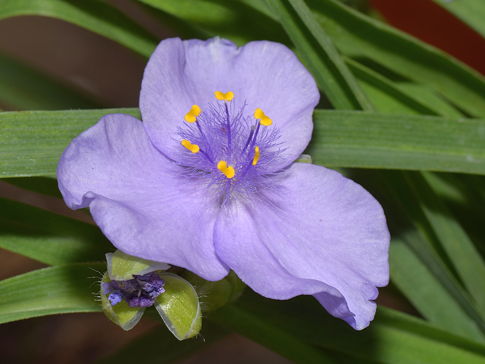 Tradescantia.jpg