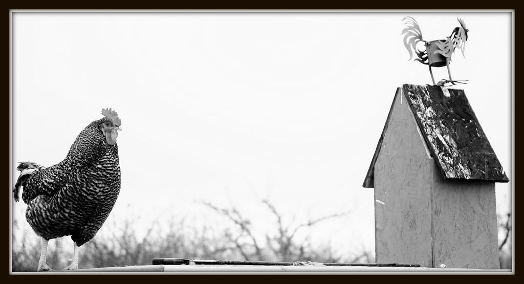 TRAILER T  DUCKS 074.jpg