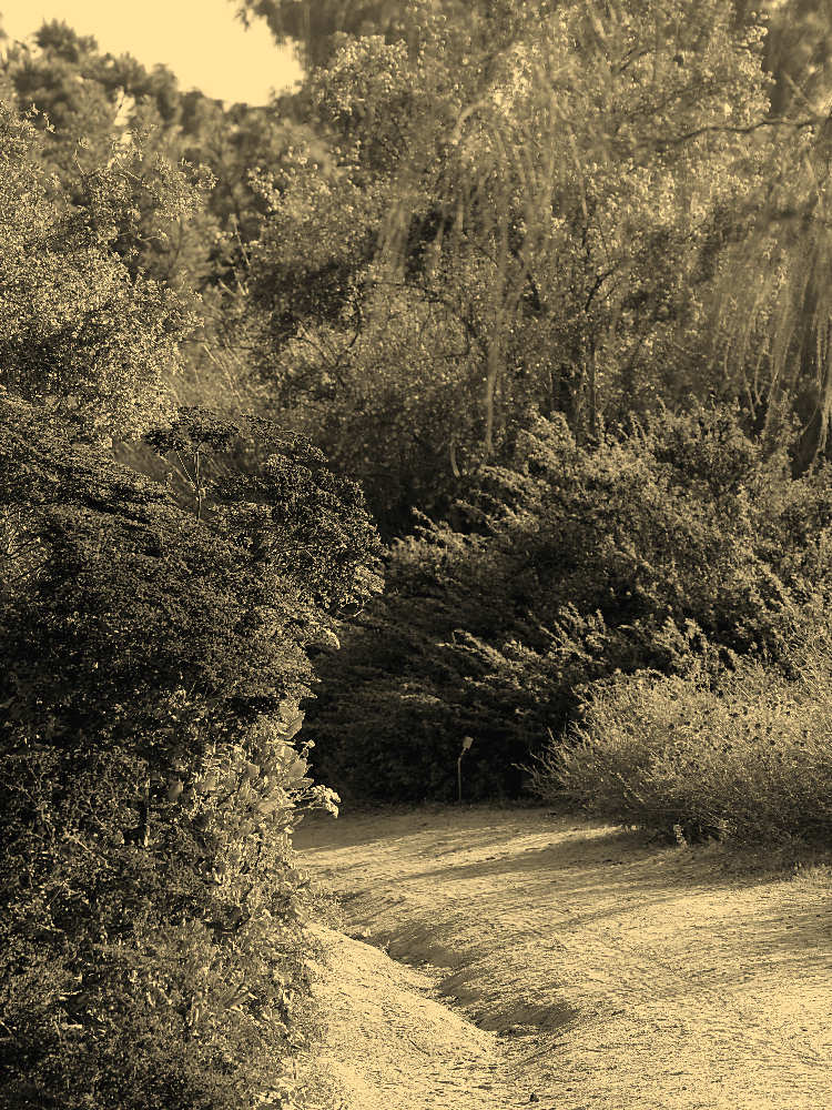 TrailSepia.jpg