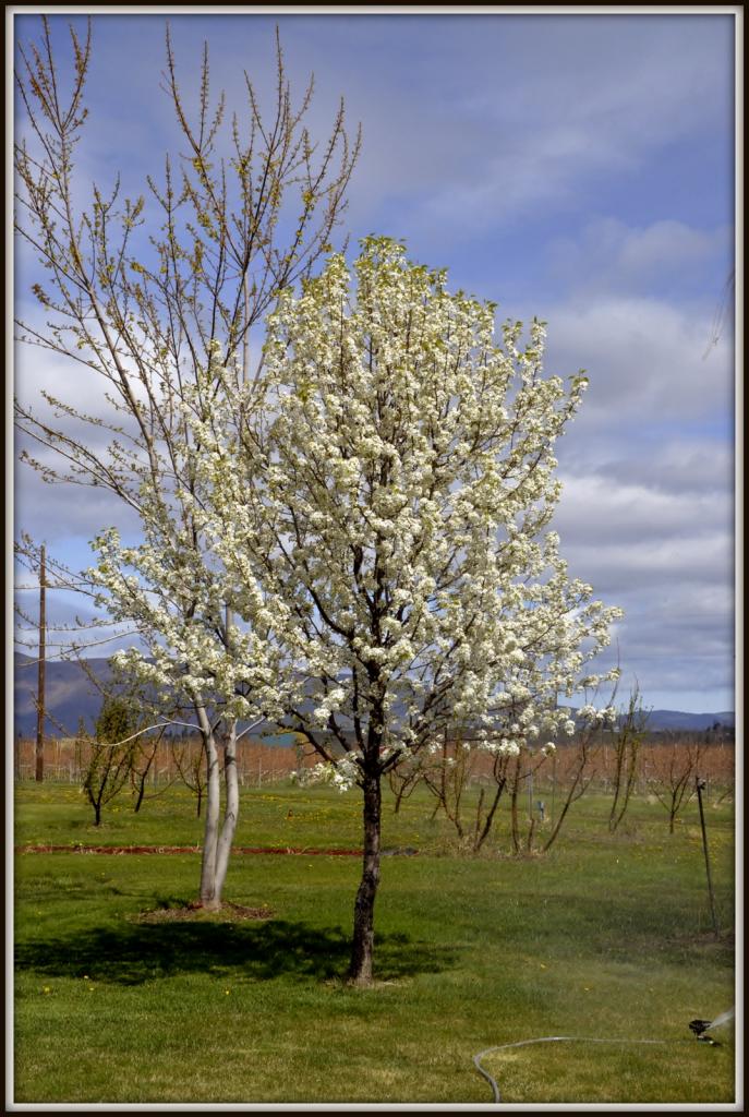 TREE 007.jpg