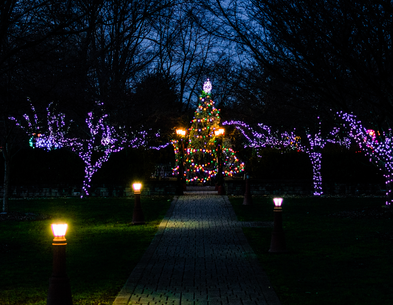 Tree 1 (1 of 1).jpg