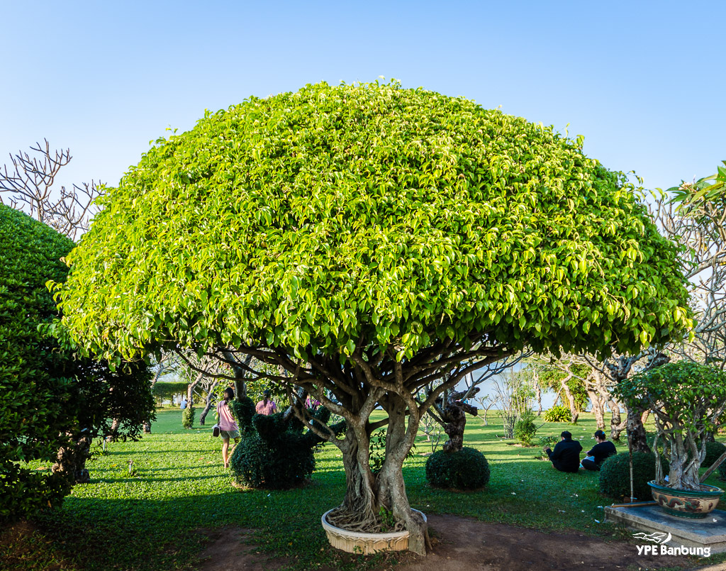 tree-1.jpg