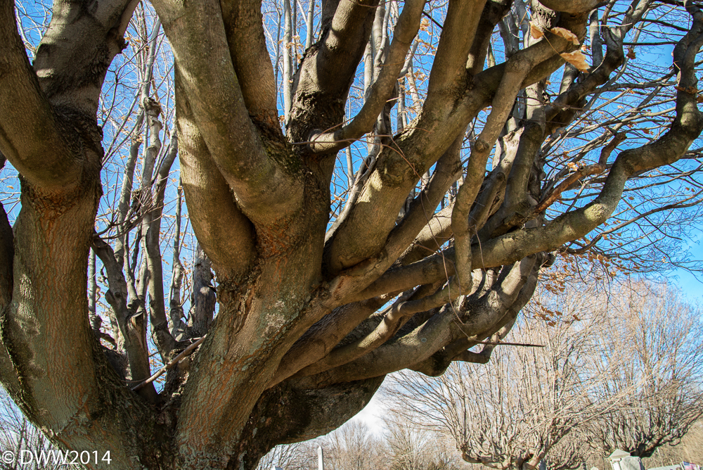 Tree (1 of 1).jpg