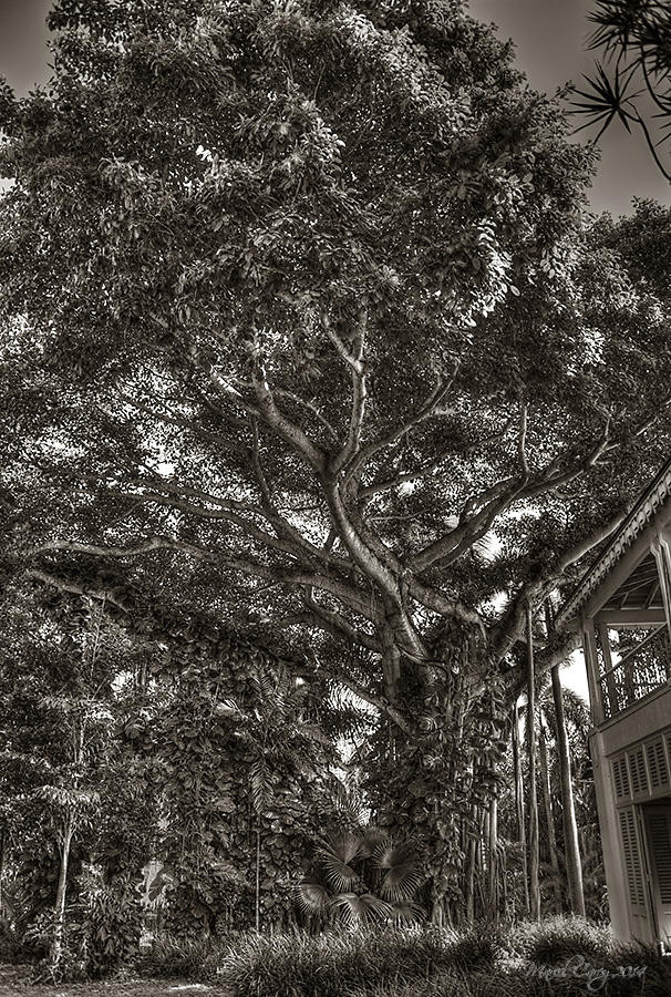tree at Bonnet house.jpg