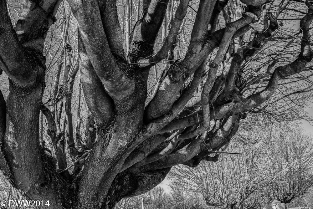 Tree B&W (1 of 1).jpg