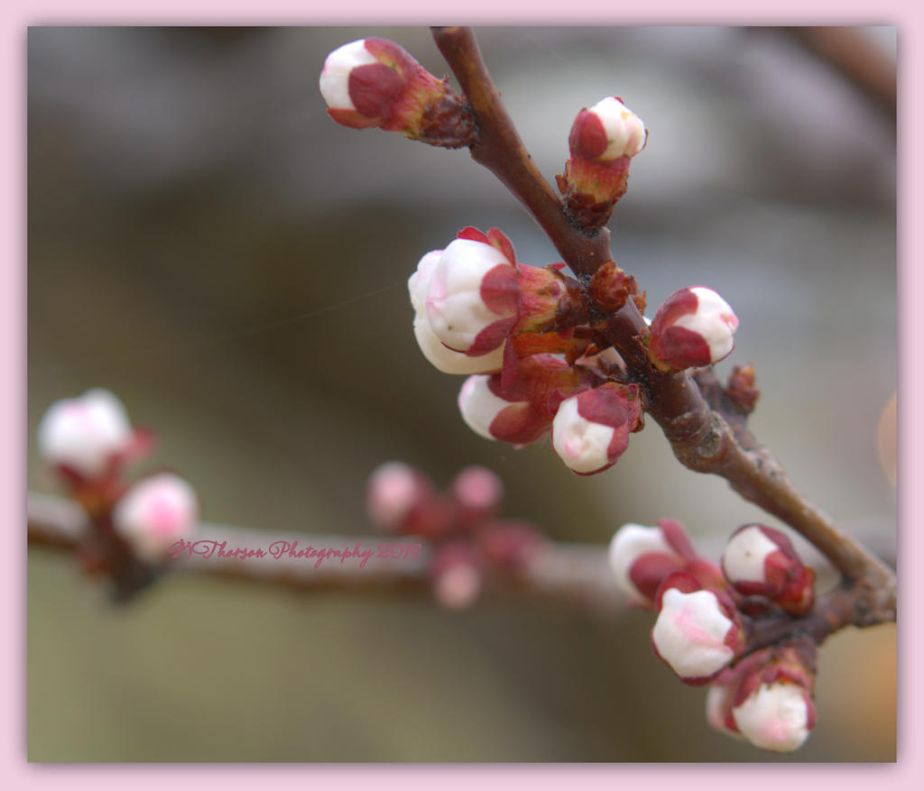 Tree Blossoms #2  3-21-2016.jpg