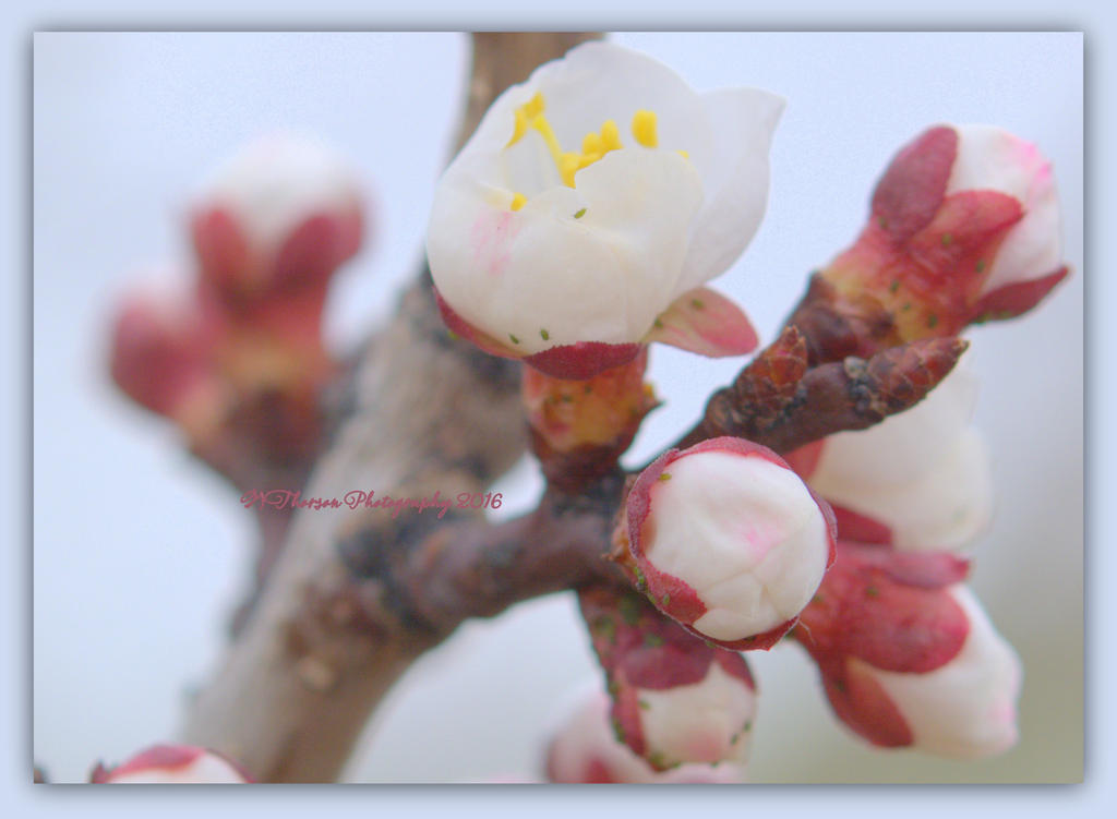 Tree Blossoms  3-21-2016.jpg