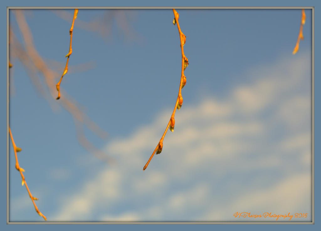 Tree Buds 3-5-2016.jpg