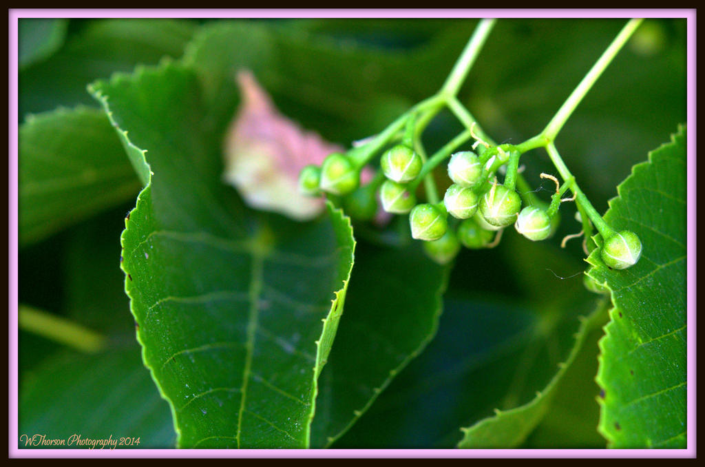 Tree Buds.jpg