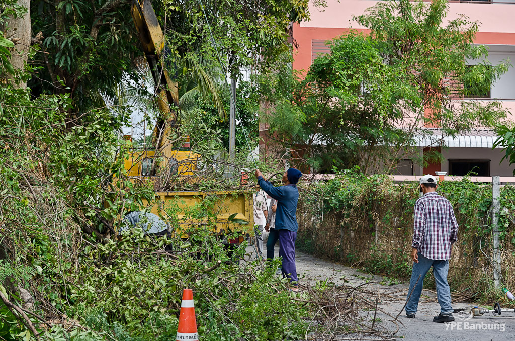 tree-cut-1.jpg