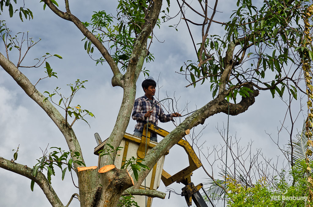 tree-cut-2.jpg
