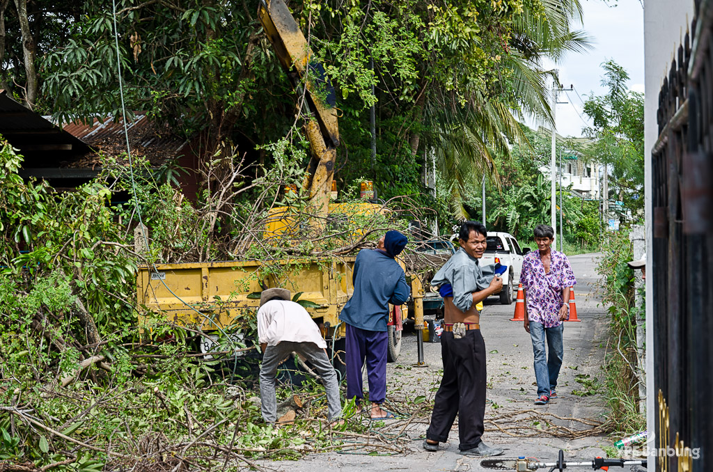 tree-cut-3.jpg