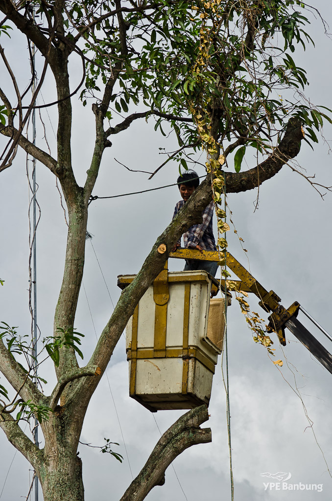 tree-cut-5.jpg