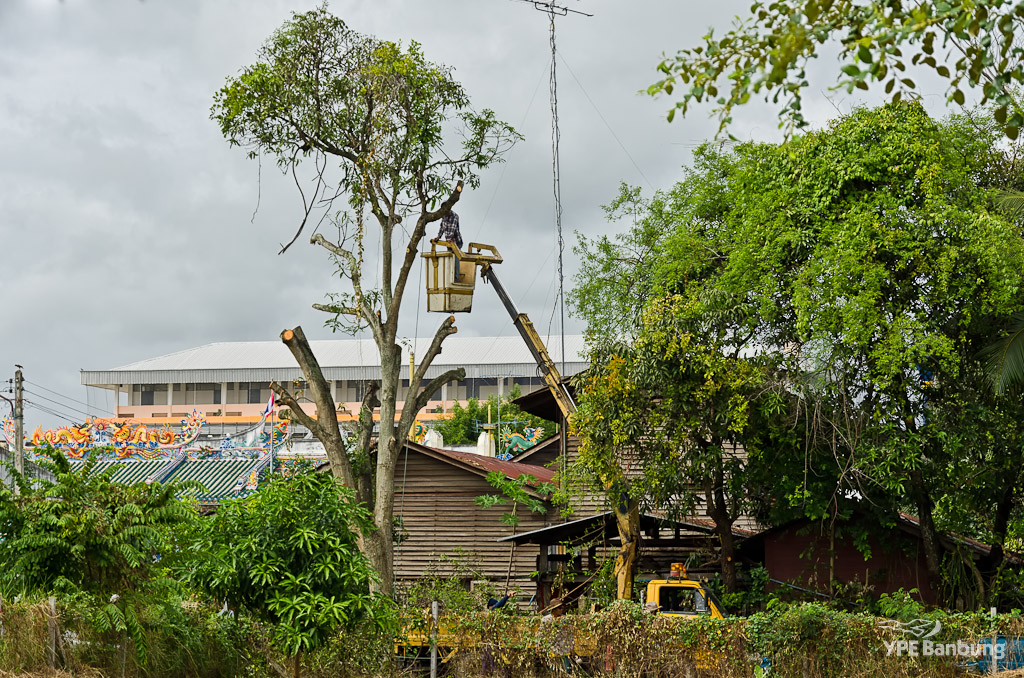 tree-cut-6.jpg