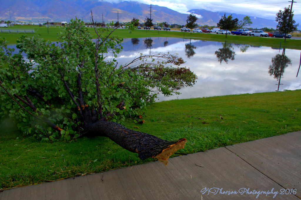 Tree Down on Hill Field Road #2 9-22-2016.jpg