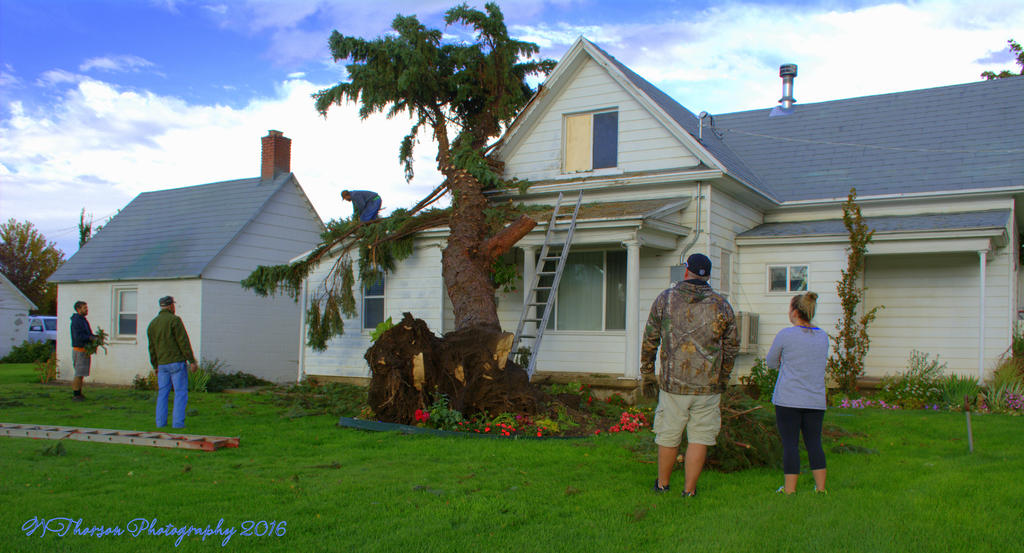 Tree Down on Hill Field Road #3 9-22-2016.jpg
