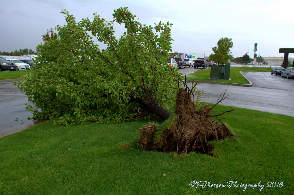 Tree Down on Hill Field Road 9-22-2016.jpg