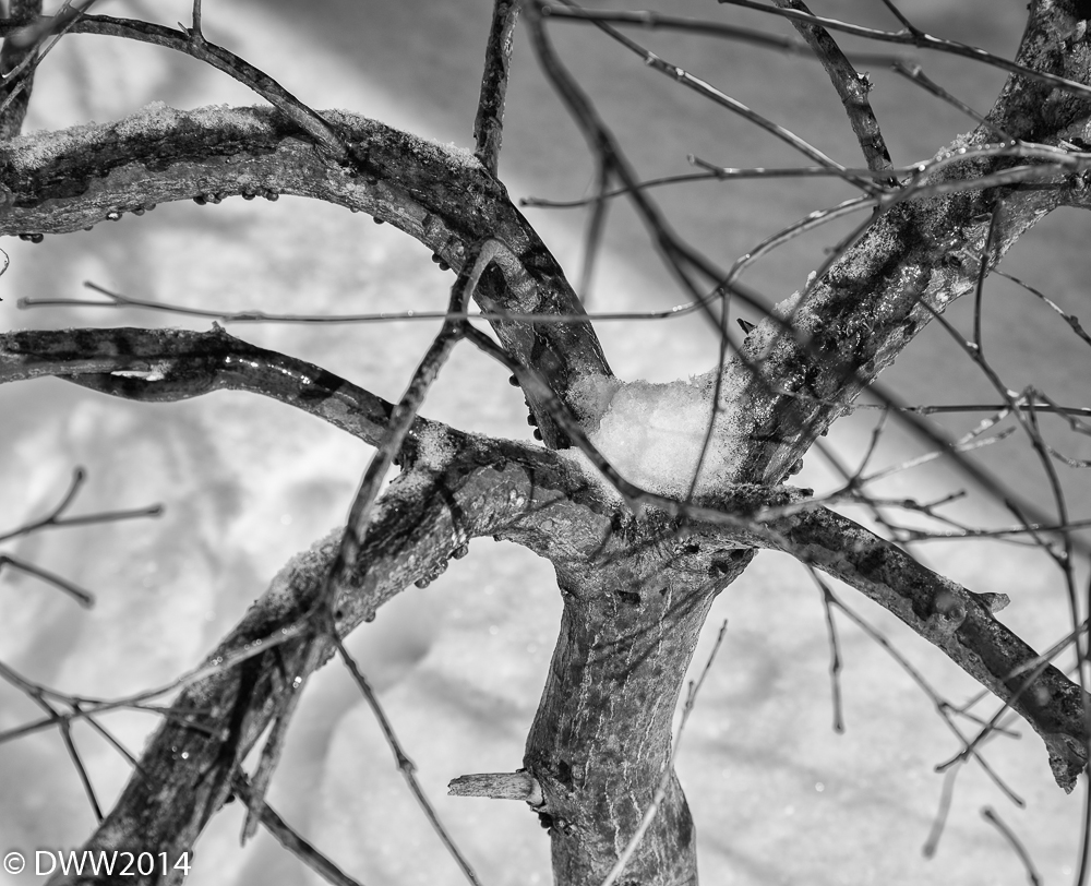 Tree Fork 2.jpg