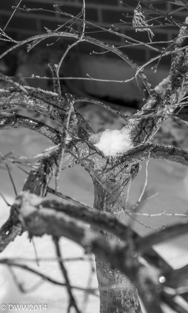 Tree Fork.jpg