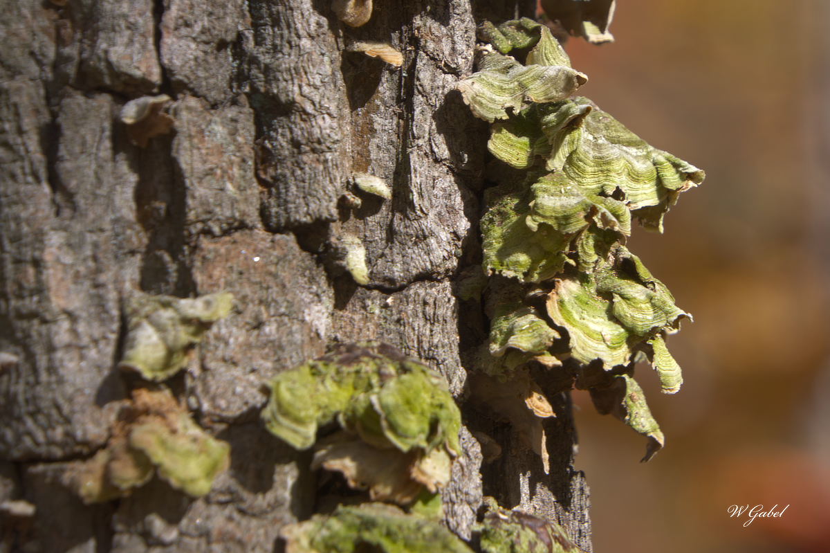 Tree fungus no topaz sm.jpg