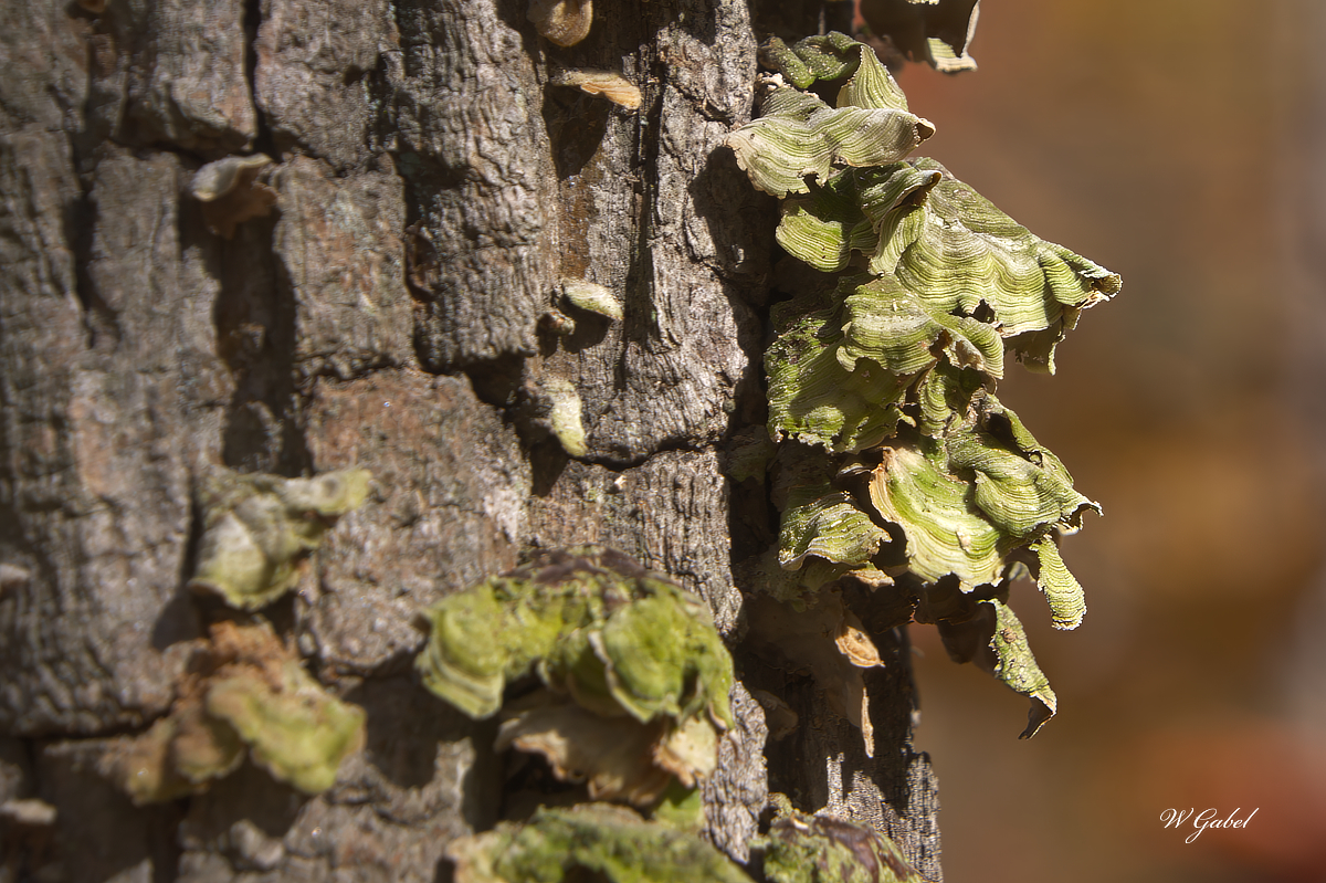 Tree fungus with just the focalP topaz sm.jpg