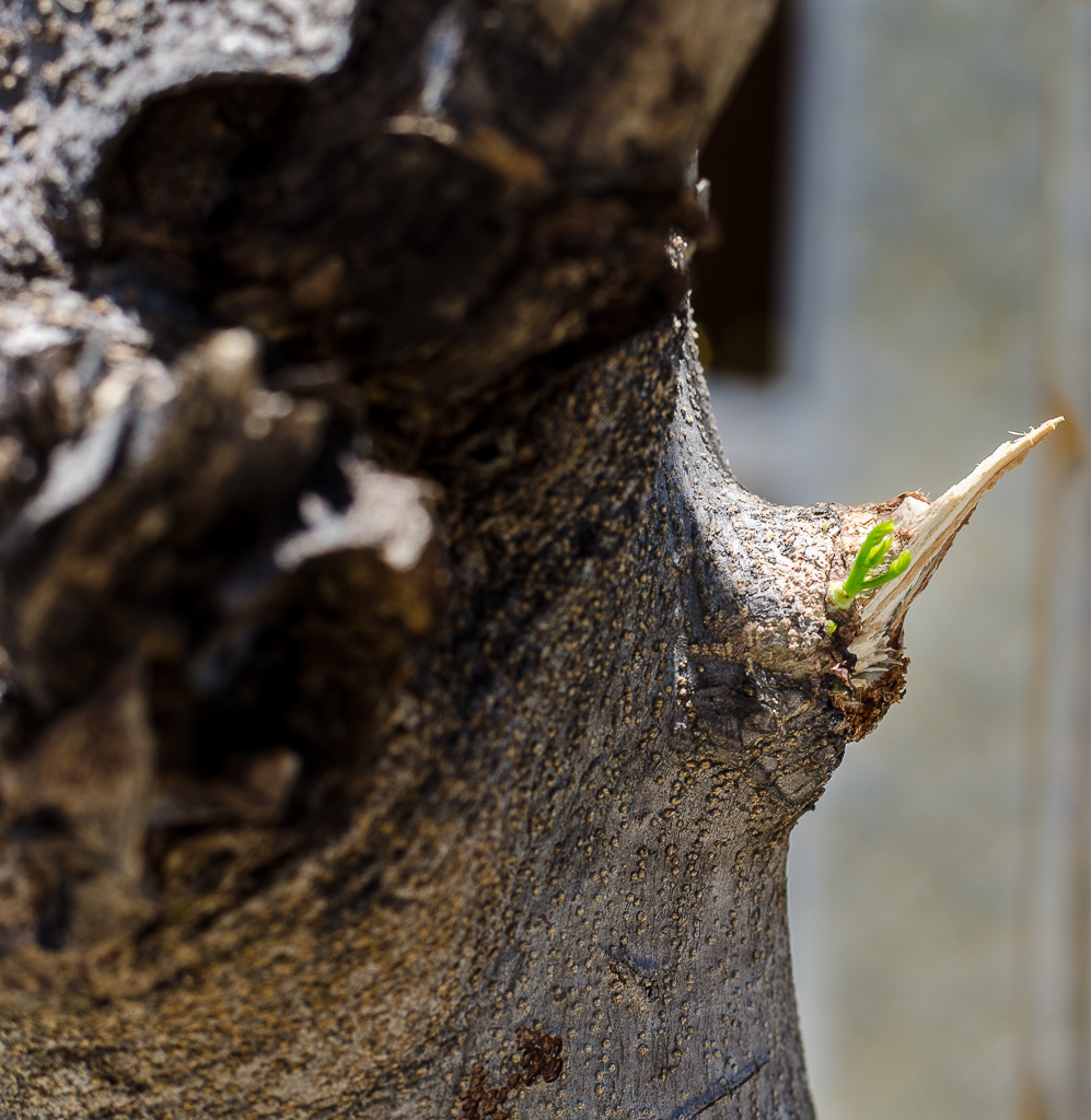 tree=green-1.jpg