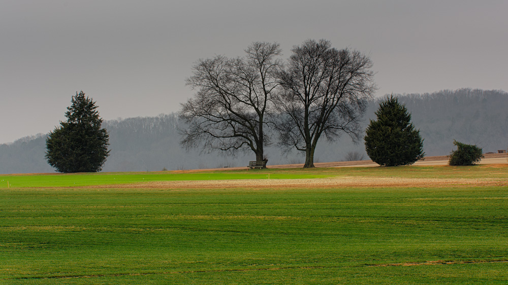 Tree in meadow.--2.jpg