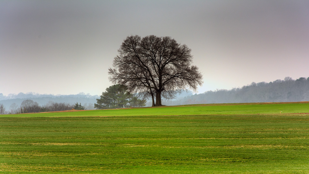 Tree in meadow.-.jpg