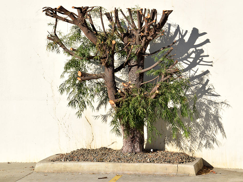 Tree.jpg