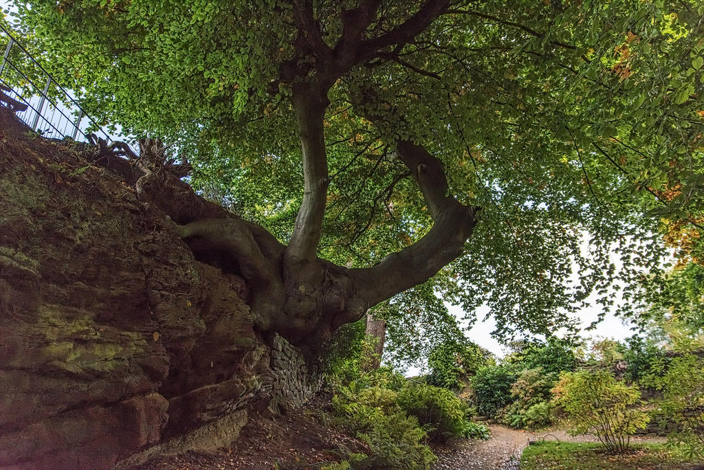 Tree.jpg