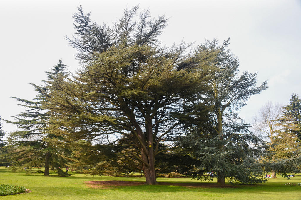 Tree.jpg