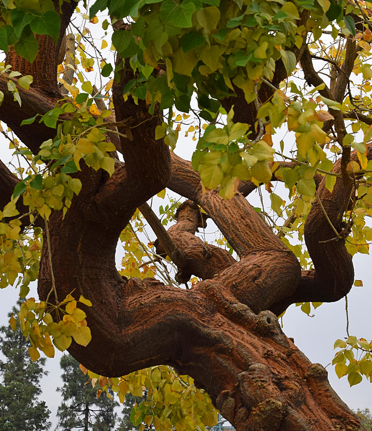 Tree.jpg