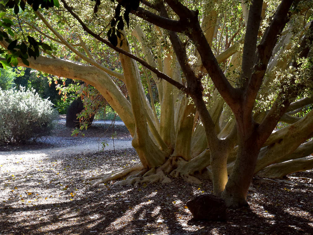 Tree.jpg