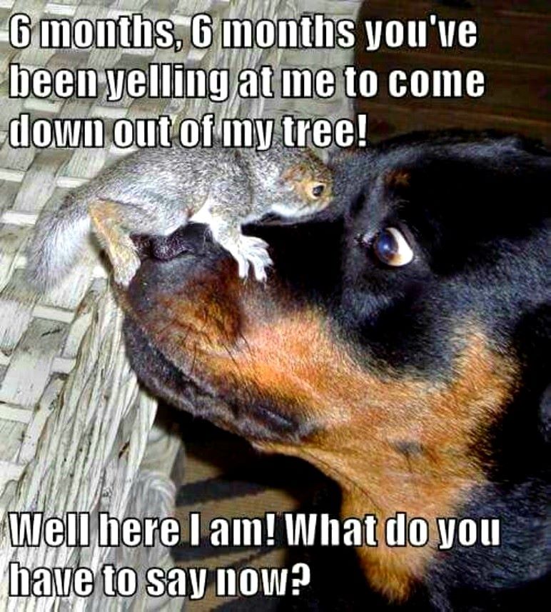 tree.jpg