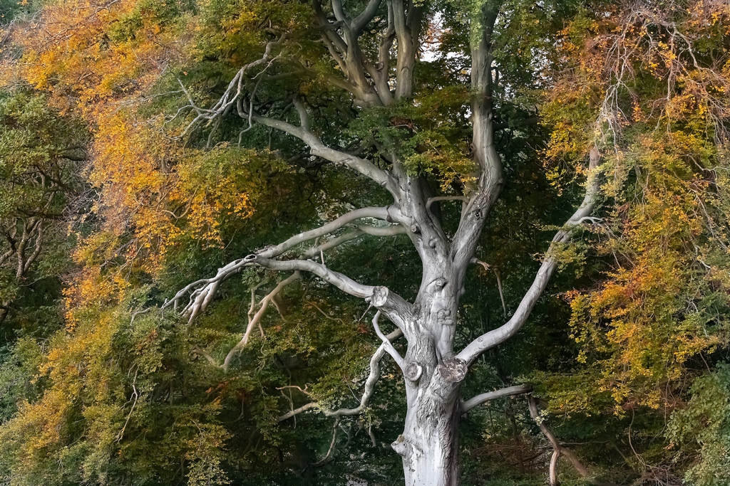 Tree.jpg