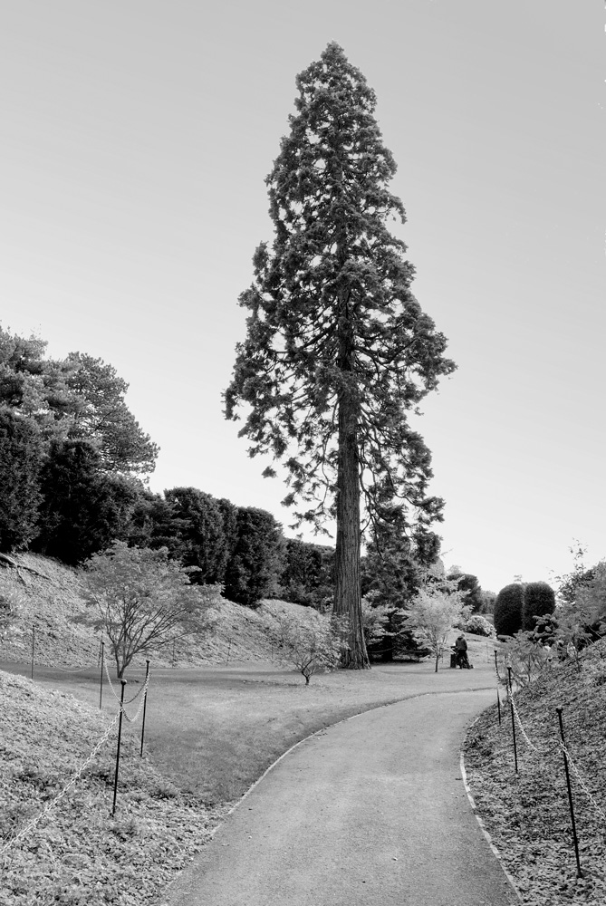 Tree.jpg