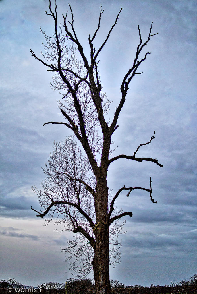 tree.jpg