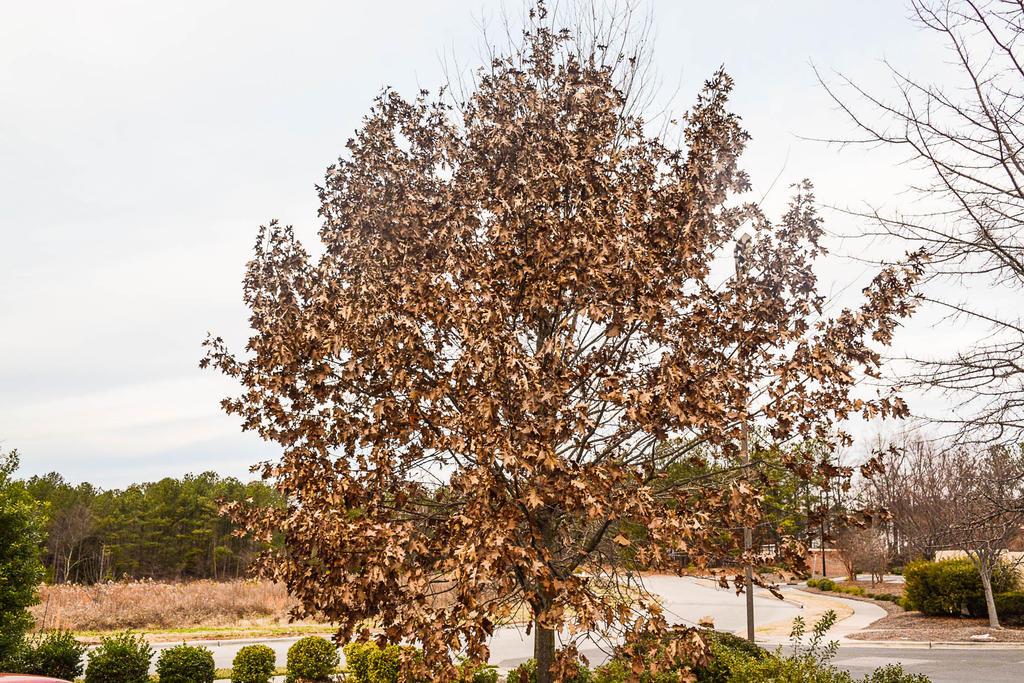 tree leaves turned.jpg