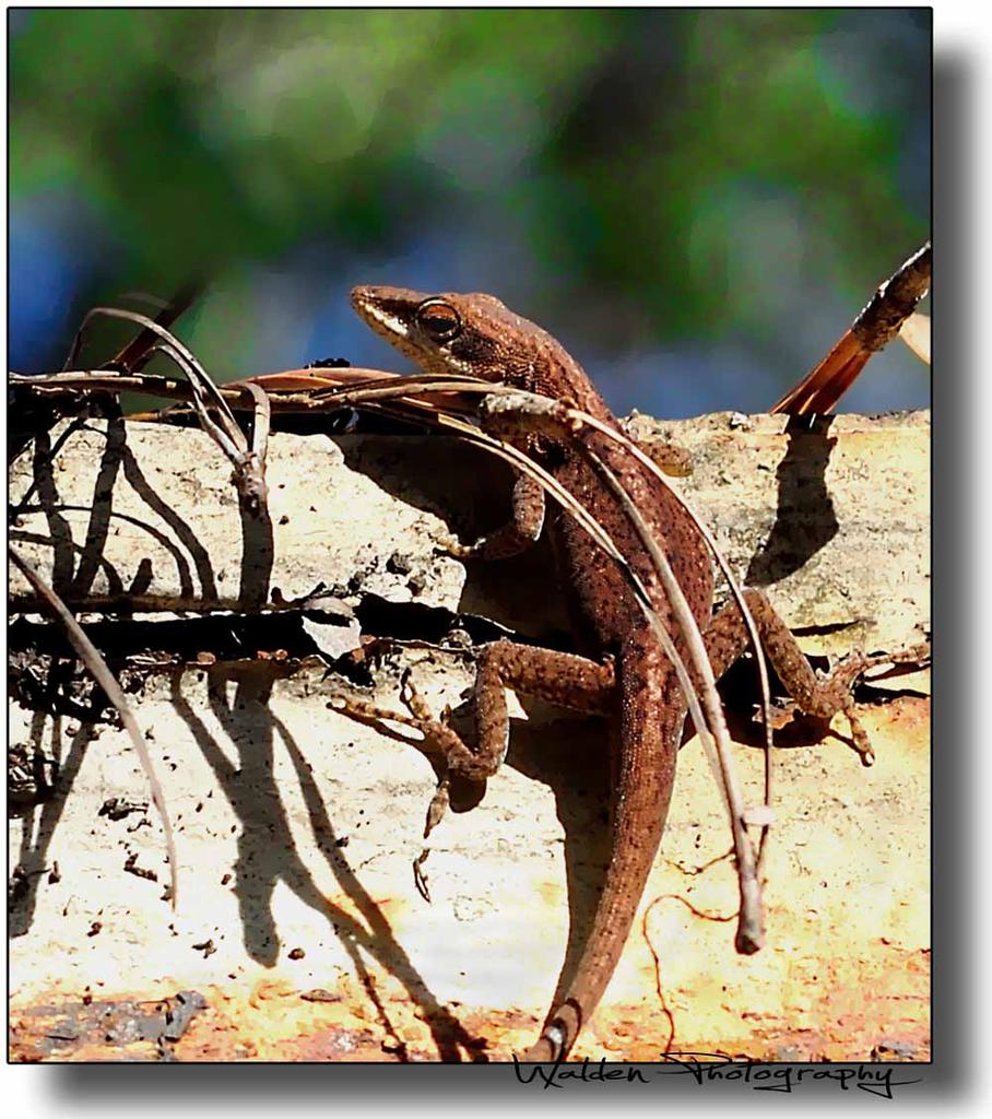 Tree Lizard 02.jpg