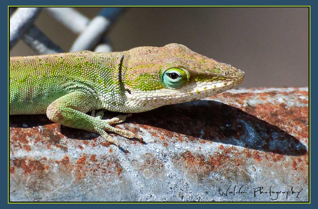 Tree Lizard 2.jpg