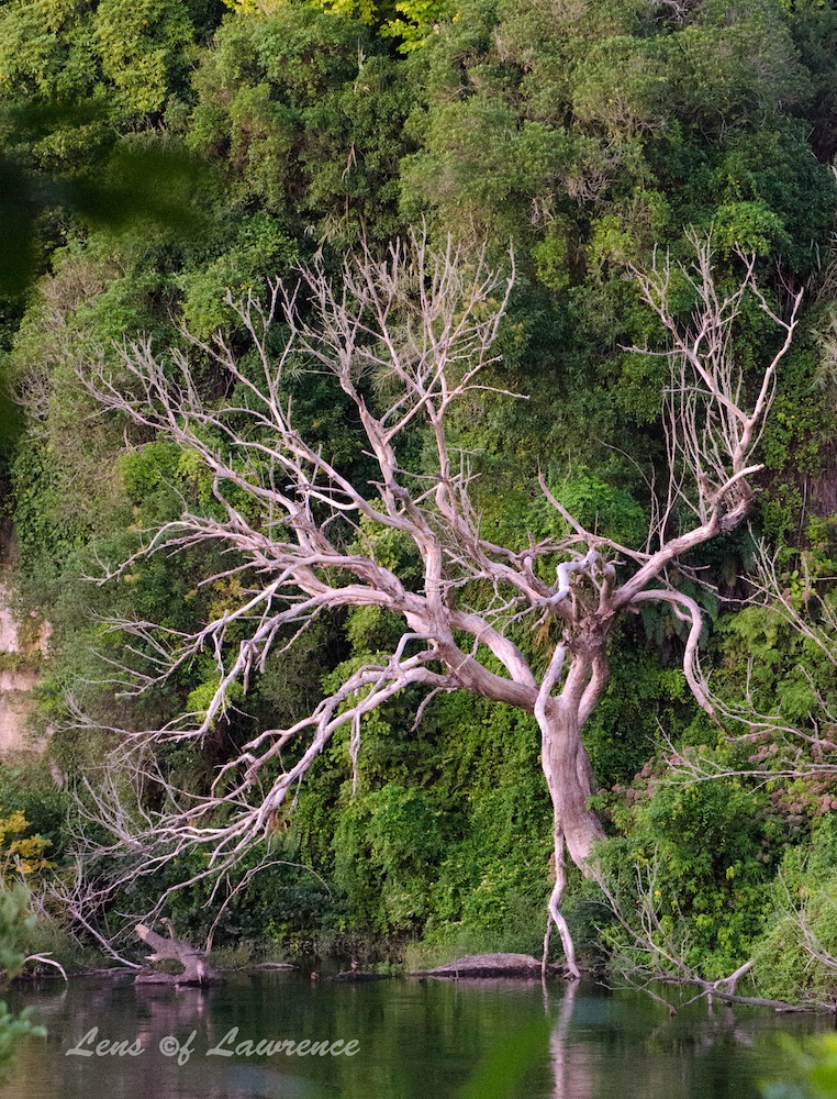 Tree LOL.jpg